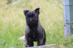 Chiot mle cairn terrier