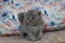 Chatons british longhair bleus