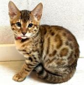 Bengal brown tabby spotted/rosettes