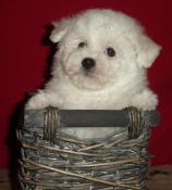 Chiots bichon fris lof