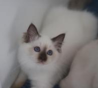 Chaton sacr de birmanie loof