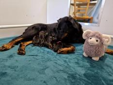 Chiots beaucerons lof