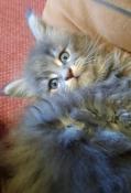 Chatons maine coon loof  rserver