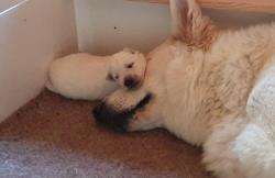 Chiots berger blanc suisse poil long inscrits au lof, parents tests +