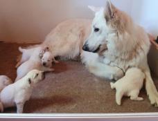 Chiots berger blanc suisse poil long inscrits au lof, parents tests +