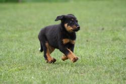 Chiots beaucerons lof