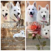 Chiots berger blanc suisse label or