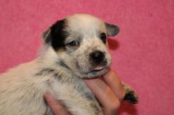 Chiots bouvier australien lof