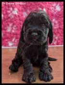 A rserver chiots cocker spaniel anglais lof. parents tests.