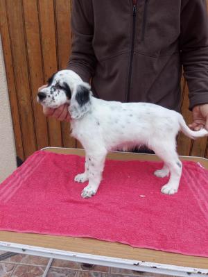 Chiot mle setter anglais