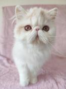 Chaton persan loof et exotic shorthair