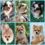 chiots d'apparence Spitz Allemand - Nain disponibles