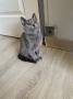 chaton Chartreux disponibles