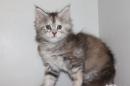 chaton Maine Coon disponibles