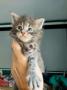 chatons Maine Coon  rserver