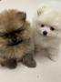 chiots Pomeranian disponibles