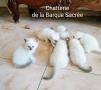 chatons Sacr De Birmanie  rserver