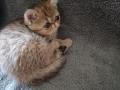 chatons Exotic Shorthair disponibles