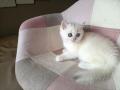 chatons British Shorthair disponibles