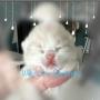 chatons British Shorthair  rserver