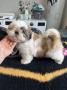 chiot Shih Tzu disponibles