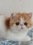 chaton Exotic Shorthair  rserver