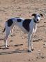 chiots Whippet  rserver