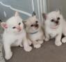 chatons Birman  rserver