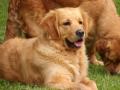 chiots Golden Retriever  rserver