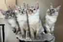 chatons Maine Coon disponibles