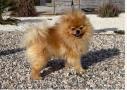 chiots Pomeranian  rserver