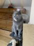 chat British Shorthair