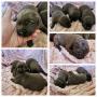 chiots Labrador  rserver