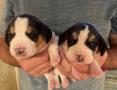 chiots Beagle  rserver