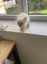 chatons Birman  rserver