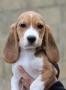 chiots Beagle disponibles