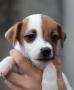 chiots Terrier Jack Russell  rserver