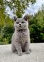 chatons British Shorthair  rserver