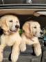 chiots Golden Retriever  rserver