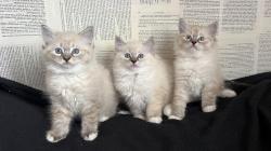 Chatons ragdoll