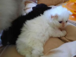 Chaton femelle selkirk rex poil long