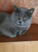 Adorable chartreux adulte