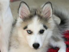 Elevage tama-inu chiots pomsky en bourgogne