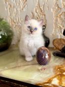 Chaton mle sacr de birmanie