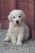 Golden retriever lof