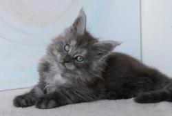 Chatons maine coon loof  rserver