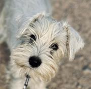 Voyelle, schnauzer nain blanc lof