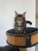 Magnifique male maine coon