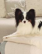 pagneul nain continental papillon