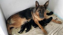 Chiots berger allemand lof excellentes origines noir et feu